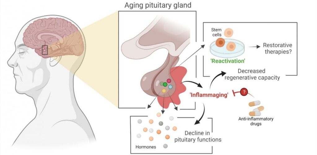 Hormones and Aging: Managing the Aging Process Naturally