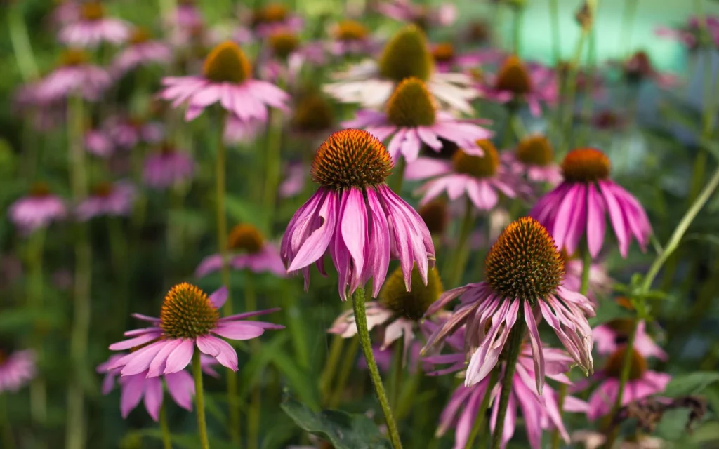 The Power of Echinacea Tea: A Natural Immune Booster