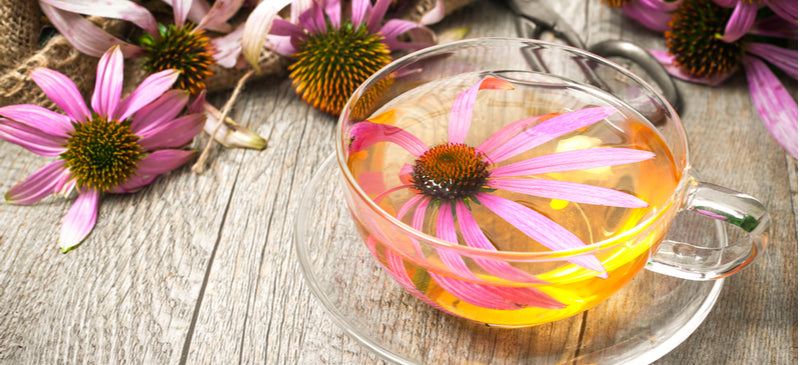 The Power of Echinacea Tea: A Natural Immune Booster